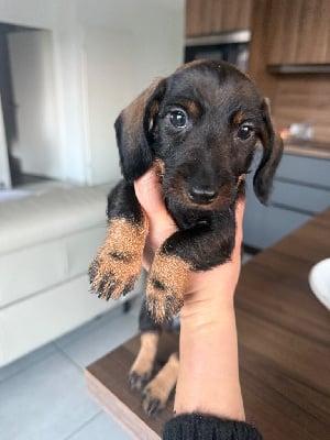 Les chiots de Teckel poil dur