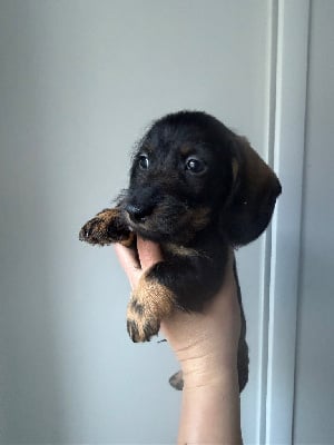 Les chiots de Teckel poil dur