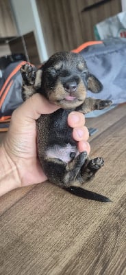 Les chiots de Teckel poil dur