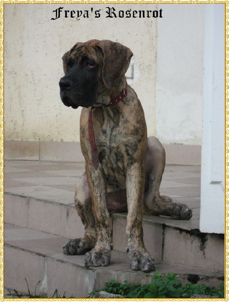 Antymona rosenrot koloru bursztynu