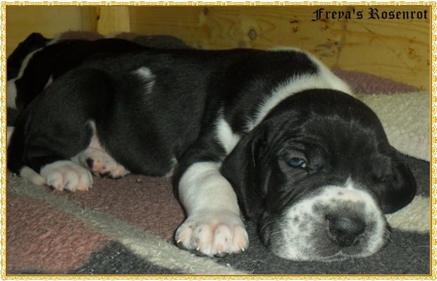 Ezzar von Freya's Rosenrot