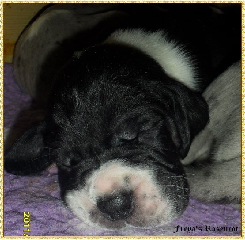 Eva von Freya's Rosenrot