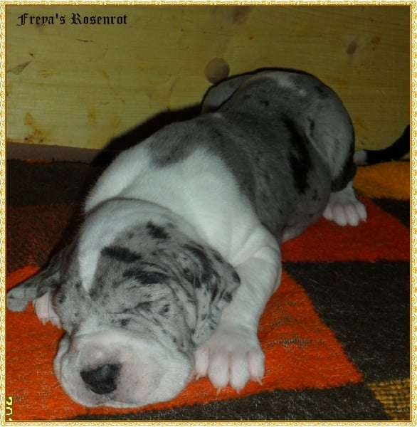 Eleandra von Freya's Rosenrot