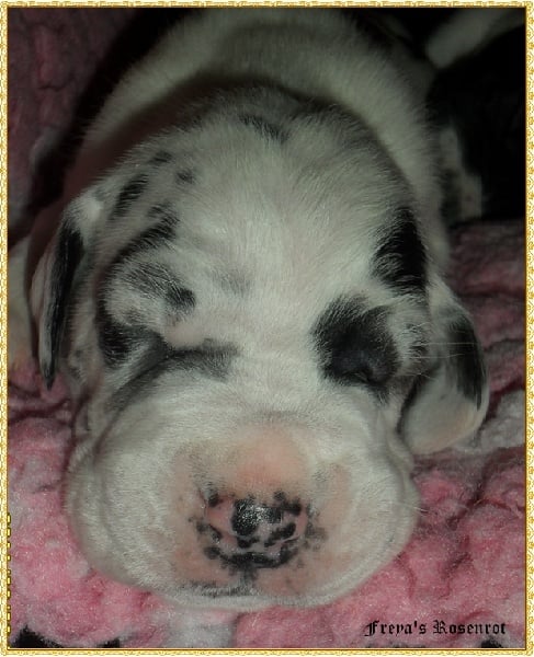 Eyşan von Freya's Rosenrot