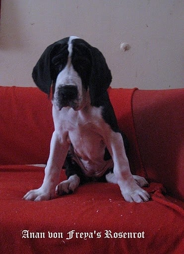 Anan von Freya's Rosenrot