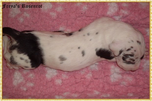 Eyşan von Freya's Rosenrot