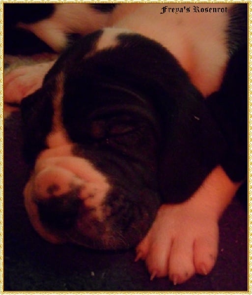 Eol von Freya's Rosenrot