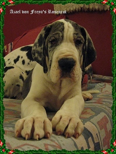 Azael von Freya's Rosenrot