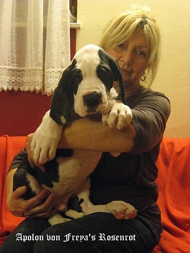 Apolon von Freya's Rosenrot