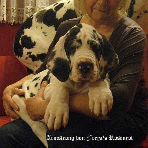 Amstrong von Freya's Rosenrot