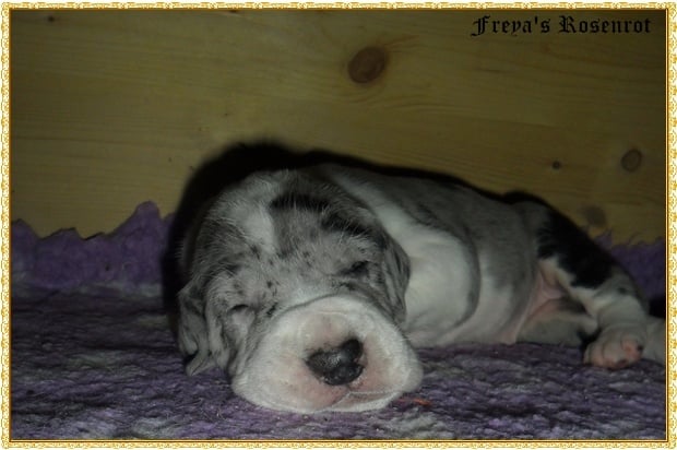 Eleandra von Freya's Rosenrot