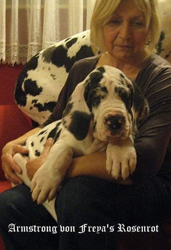 Amstrong von Freya's Rosenrot