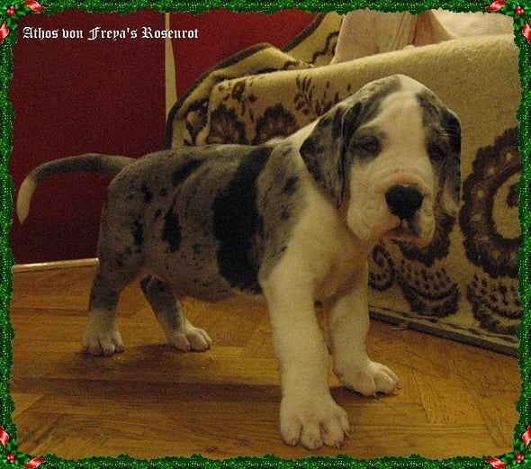 Athos von Freya's Rosenrot