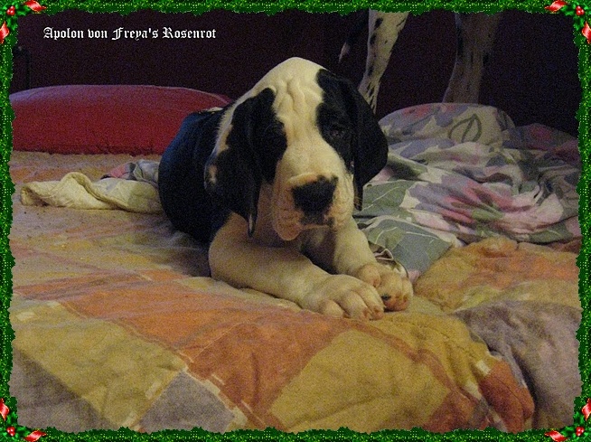 Apolon von Freya's Rosenrot