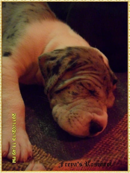 Edaion von Freya's Rosenrot