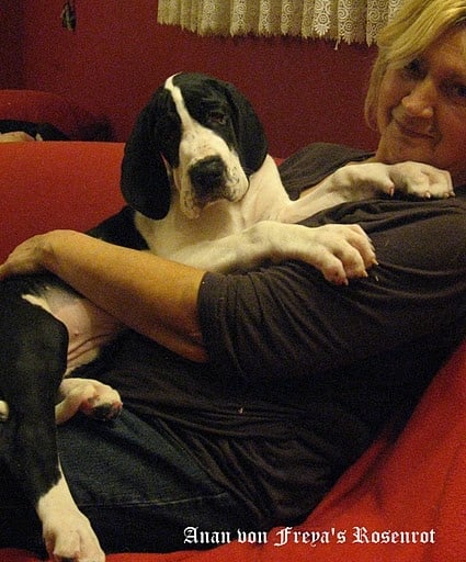 Anan von Freya's Rosenrot