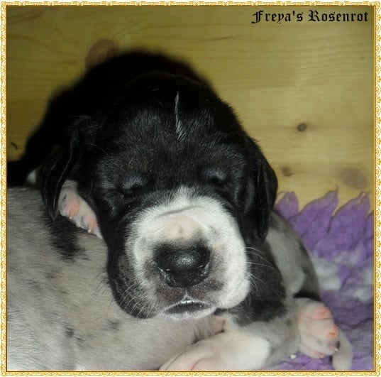 Esmeralda von Freya's Rosenrot