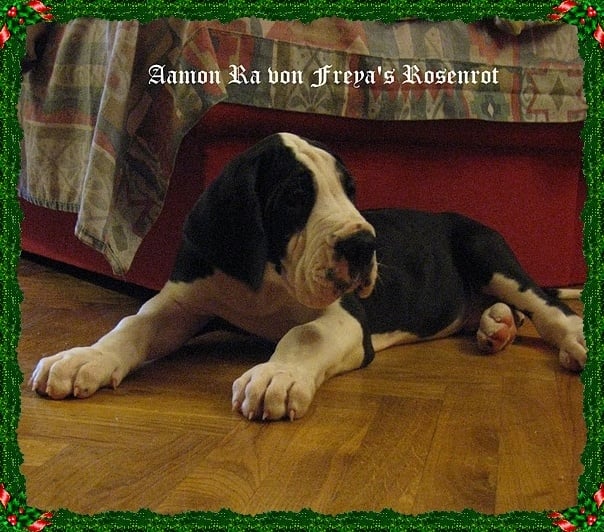 Aamon Ra von Freya's Rosenrot