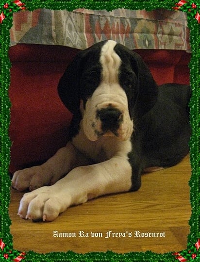 Aamon Ra von Freya's Rosenrot