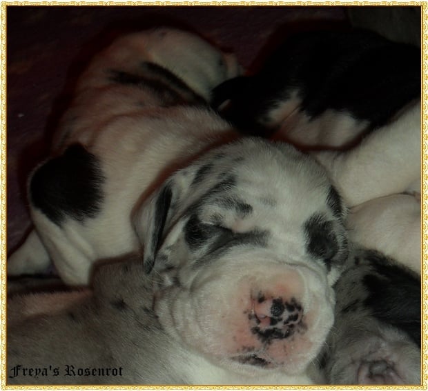 Eyşan von Freya's Rosenrot