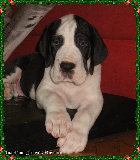 Anael von Freya's Rosenrot