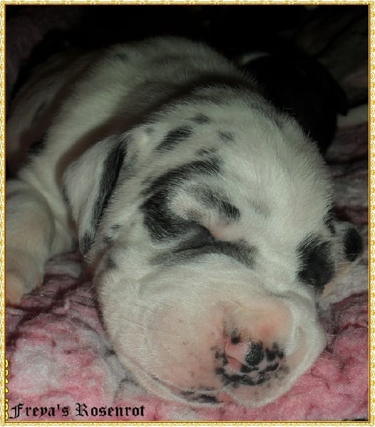 Eyşan von Freya's Rosenrot