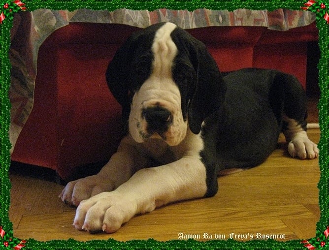 Aamon Ra von Freya's Rosenrot