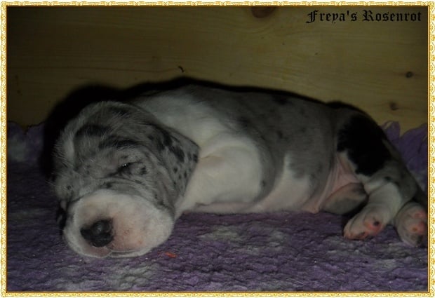 Eleandra von Freya's Rosenrot