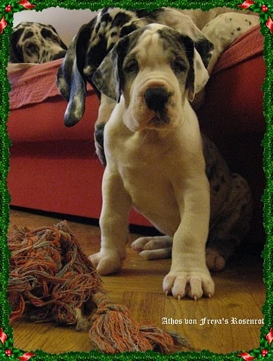 Athos von Freya's Rosenrot