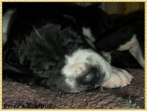 Esmeralda von Freya's Rosenrot