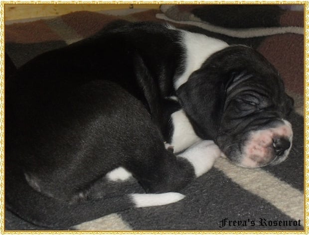 Eva von Freya's Rosenrot