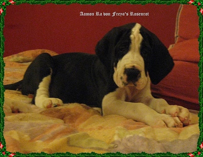 Aamon Ra von Freya's Rosenrot