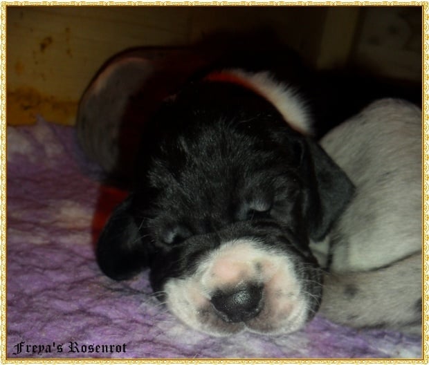 Eva von Freya's Rosenrot