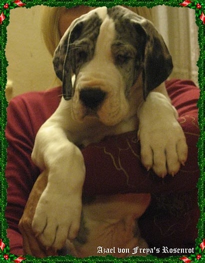 Azael von Freya's Rosenrot