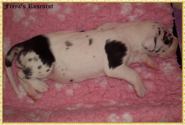 Eyşan von Freya's Rosenrot