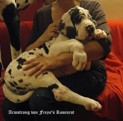 Amstrong von Freya's Rosenrot