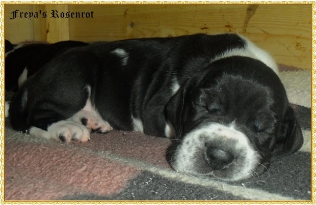 Ezzar von Freya's Rosenrot