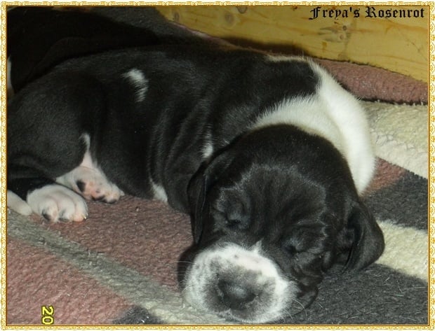 Ezzar von Freya's Rosenrot