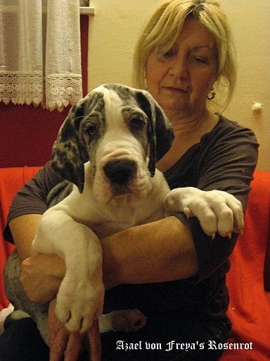 Azael von Freya's Rosenrot