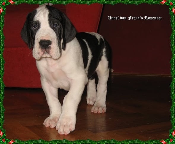 Anael von Freya's Rosenrot