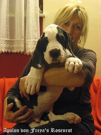 Apolon von Freya's Rosenrot