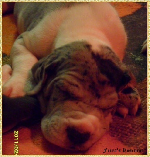 Edaion von Freya's Rosenrot