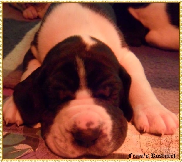 Eol von Freya's Rosenrot