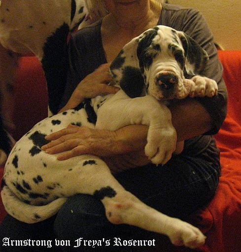 Amstrong von Freya's Rosenrot