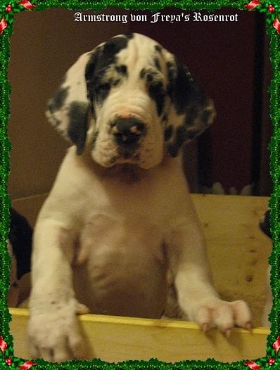 Amstrong von Freya's Rosenrot