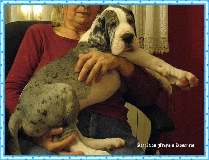 Azael von Freya's Rosenrot