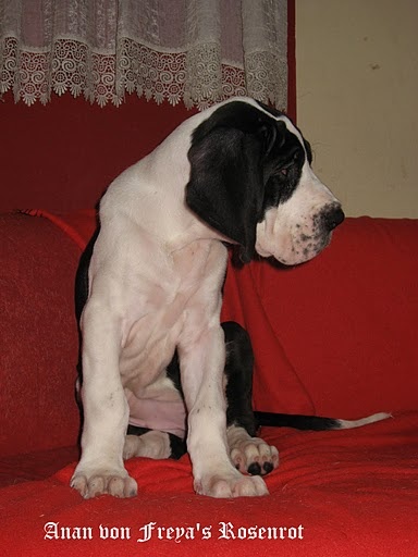 Anan von Freya's Rosenrot