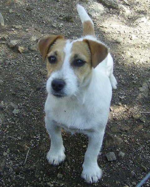 Publication : du Serre des Rands Auteur : Frédéric Ducros