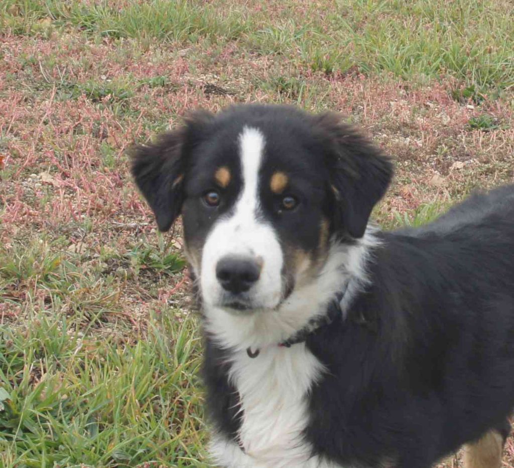 Publication : du Serre des Rands Auteur : Frédéric Ducros