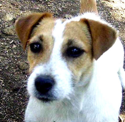 Elsa du creux du nant - Meilleur Jeune de la race Jack Russel